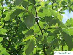 Attēlu rezultāti vaicājumam “Sorbus intermedia leaf”