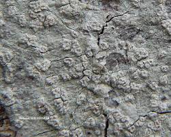 Attēlu rezultāti vaicājumam “Phlyctis agelaea”