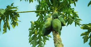 Image result for Carica papaya