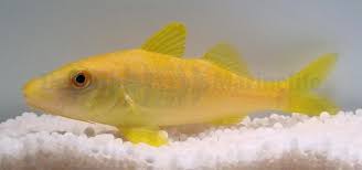 Image result for Parupeneus cyclostomus