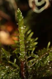 Attēlu rezultāti vaicājumam “Hylocomium splendens sporophyte”