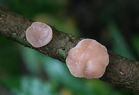 Attēlu rezultāti vaicājumam “Ombrophila violacea”