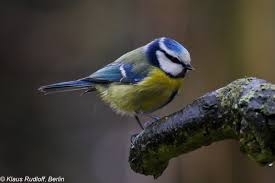 Image result for Cyanistes caeruleus