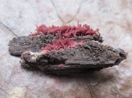 Attēlu rezultāti vaicājumam “Arcyria incarnata spores”