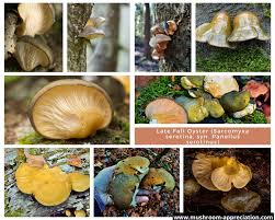 Attēlu rezultāti vaicājumam “Panellus serotinus”