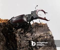 Attēlu rezultāti vaicājumam “Lucanidae”