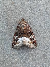 Attēlu rezultāti vaicājumam “Protodeltote pygarga”