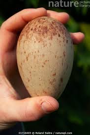 Attēlu rezultāti vaicājumam “Grus grus eggs”