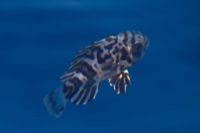 Image result for Schedophilus ovalis