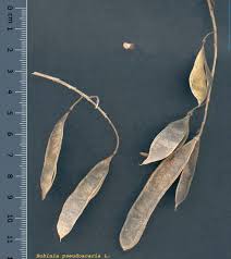 Attēlu rezultāti vaicājumam “Robinia pseudoacacia fruit”