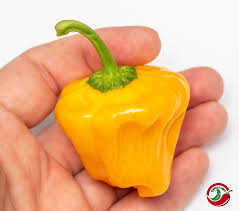 Afbeeldingsresultaat voor yellow mushroom hot pepper