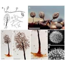 Attēlu rezultāti vaicājumam “Claustria didermoides spores”