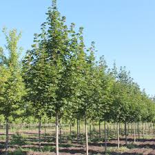 Attēlu rezultāti vaicājumam “Acer platanoides”