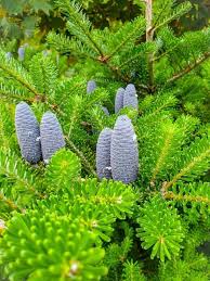 Attēlu rezultāti vaicājumam “Abies balsamea”