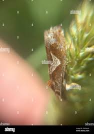 Attēlu rezultāti vaicājumam “Epiblema foenella”