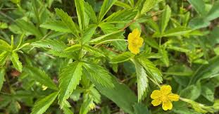 Attēlu rezultāti vaicājumam “Potentilla reptans flower”