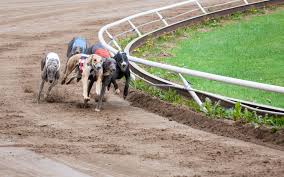 Image result for Reading Greyhound Track