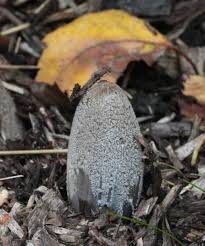 Attēlu rezultāti vaicājumam “Coprinus lagopus”