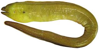 Image result for Gymnothorax moringa