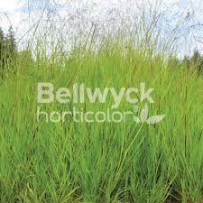 Attēlu rezultāti vaicājumam “Glyceria striata”