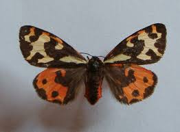 Attēlu rezultāti vaicājumam “Parasemia plantaginis”