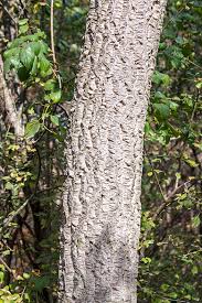 Attēlu rezultāti vaicājumam “Phellodendron amurense bud”