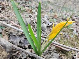 Attēlu rezultāti vaicājumam “Colchicum luteum flower”