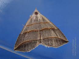 Attēlu rezultāti vaicājumam “Colobochyla salicalis”