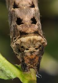 Attēlu rezultāti vaicājumam “Axylia putris”