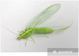 Attēlu rezultāti vaicājumam “Chrysopidae”