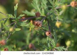 Attēlu rezultāti vaicājumam “Potentilla argentea bud”