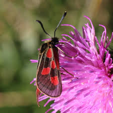 Attēlu rezultāti vaicājumam “Zygaena sp.”