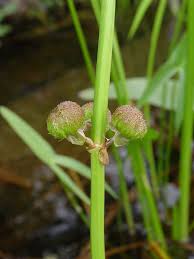 Attēlu rezultāti vaicājumam “Sagittaria sagittifolia fruit”