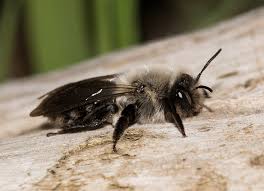 Attēlu rezultāti vaicājumam “Andrena vaga”