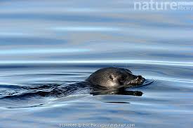 Image result for Pusa hispida