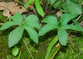 Attēlu rezultāti vaicājumam “Viola rupestris leaf”
