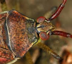 Attēlu rezultāti vaicājumam “Pantilius tunicatus”
