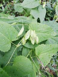 Attēlu rezultāti vaicājumam “Lunaria rediviva leaf”