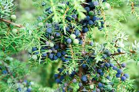 Attēlu rezultāti vaicājumam “Juniperus communis female flower”