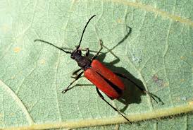 Attēlu rezultāti vaicājumam “Anastrangalia sanguinolenta female”