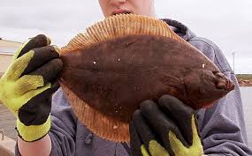 Image result for Pseudopleuronectes americanus