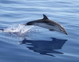 Image result for Stenella coeruleoalba