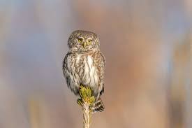 Attēlu rezultāti vaicājumam “Glaucidium passerinum”