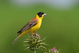 Image result for Emberiza melanocephala