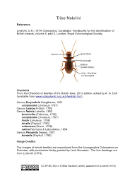 Attēlu rezultāti vaicājumam “Nebria livida”