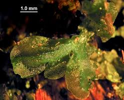 Attēlu rezultāti vaicājumam “Moerckia hibernica”