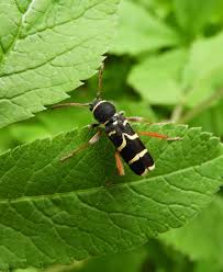 Attēlu rezultāti vaicājumam “Clytus arietis”