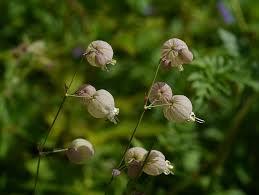 Attēlu rezultāti vaicājumam “Silene vulgaris leaf”