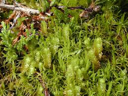 Attēlu rezultāti vaicājumam “Barbilophozia lycopodioides macro”