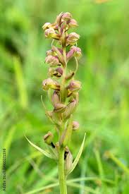 Attēlu rezultāti vaicājumam “Coeloglossum viride leaf”